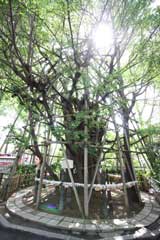 御神木大銀杏